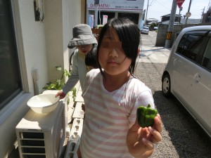 夏野菜2